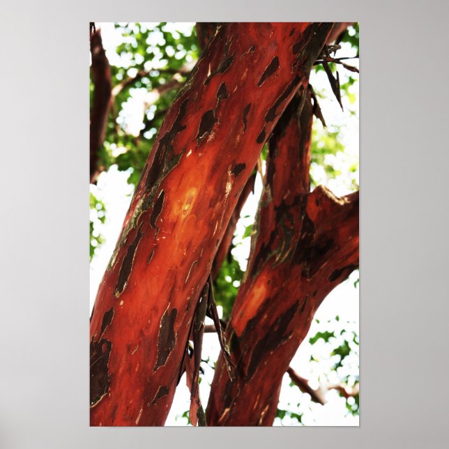 Abstract Nature - Mottled Bark 1 Poster (Vorne)