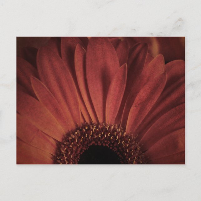 Abstrakt Daisy Postkarte (Vorderseite)