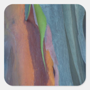 Abstrakt des Regenbogengummibaums Quadratischer Aufkleber