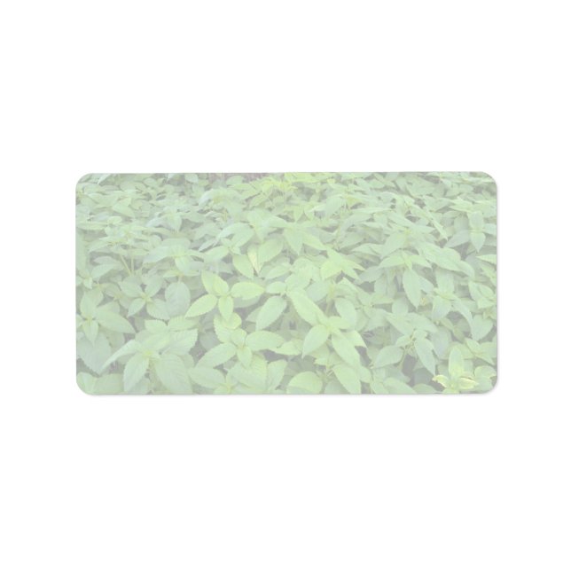 Abstrakte Blätter von Wild-Minz Adressaufkleber (Vorne)