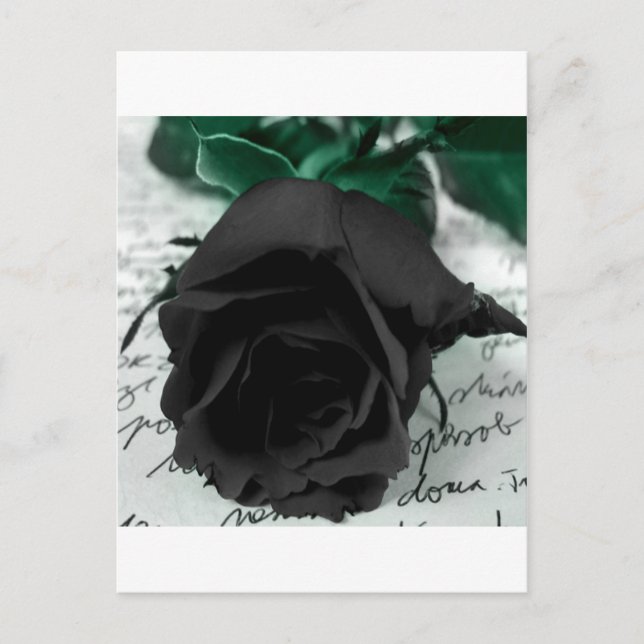 Abstrakte Blume Schwarze Rose Postkarte (Vorderseite)