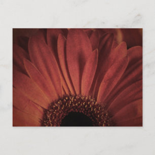 Abstrakte Daisy Postkarte