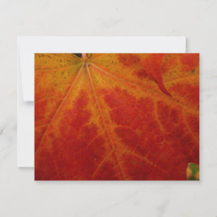 Abstrakte Herbst-Naturfotografie mit rotem Ahornbl Karte