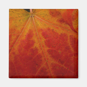 Abstrakte Herbst-Naturfotografie mit rotem Ahornbl Magnet