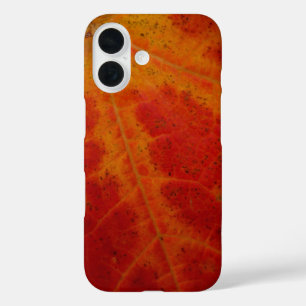 Abstrakte Herbst-Naturfotografie mit rotem Ahornbl title_seo2