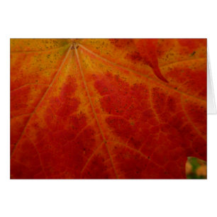 Abstrakte Herbstfotografie aus dem Ahornleaf