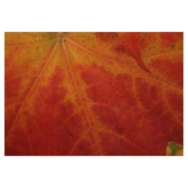Abstrakte Herbstfotografie aus dem Ahornleaf Holzposter (Vorderseite)