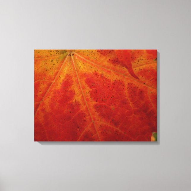 Abstrakte Herbstfotografie aus dem Ahornleaf Leinwanddruck (Vorderseite)