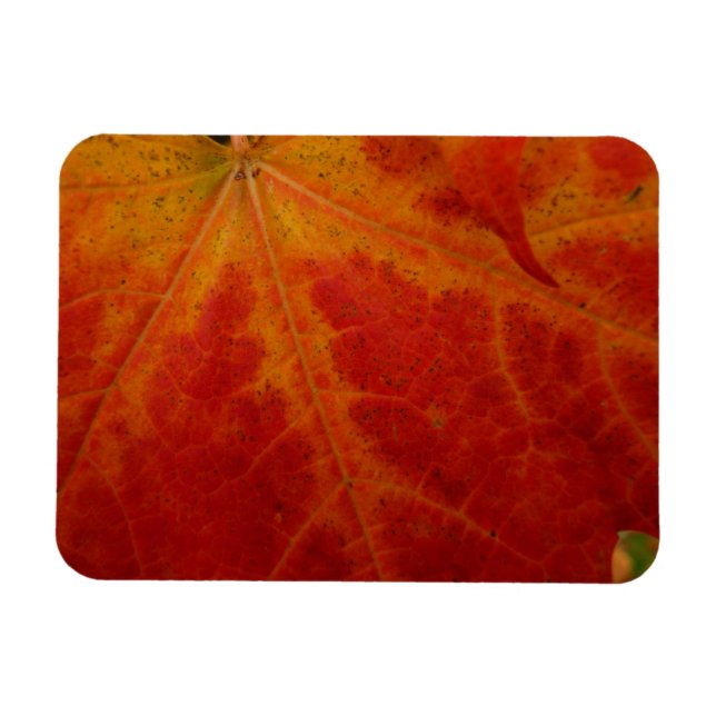 Abstrakte Herbstfotografie aus dem Ahornleaf Magnet (Horizontal)