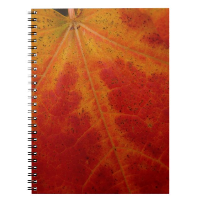Abstrakte Herbstfotografie aus dem Ahornleaf Notizblock (Vorderseite)