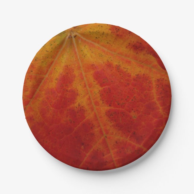 Abstrakte Herbstfotografie aus dem Ahornleaf Pappteller (Vorderseite)