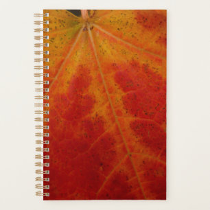 Abstrakte Herbstfotografie aus dem Ahornleaf Planer