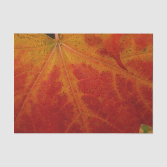 Abstrakte Herbstfotografie aus dem Ahornleaf Seidenpapier (Vorderseite)