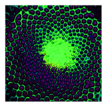 Abstrakte Honeycomb Design grün und lila