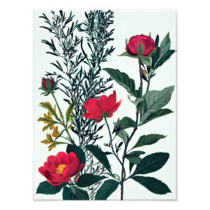 Abstrakte Kunstdruckerei mit lebendiger Flora Fotodruck