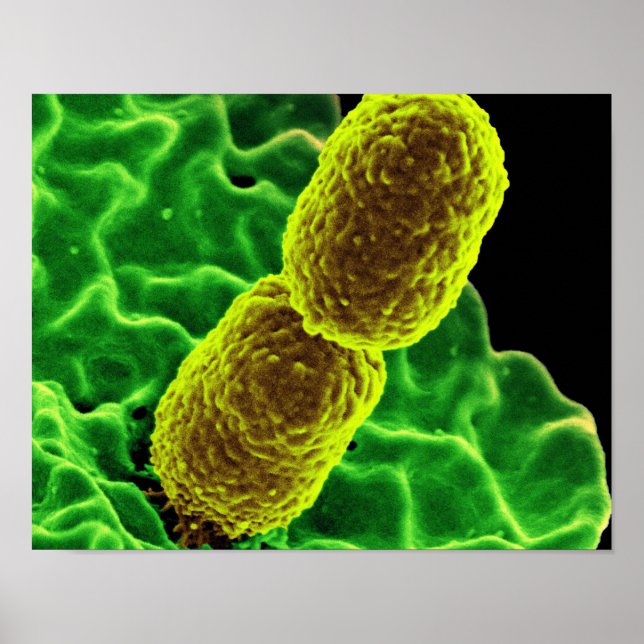 abstrakte Mikrobiologie Kunst kundenspezifische Po Poster (Vorne)