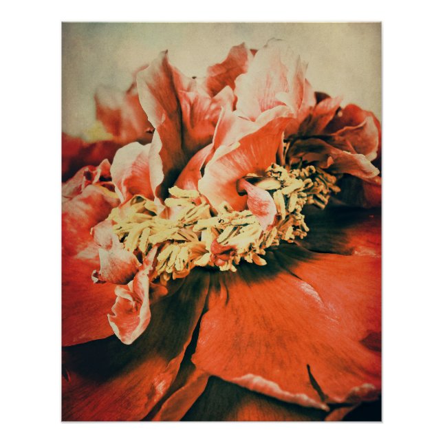 Abstrakte Pfingstrose Poster (Vorderseite)