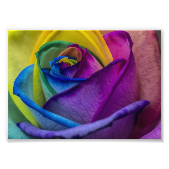 Abstrakte Rainbow-Rose Fotodruck (Vorne)