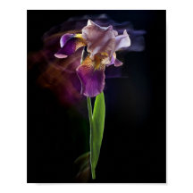 Abstrakte Schwertlilie – Elegante Blumenkunst