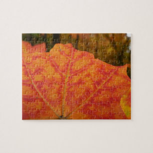 Abstrakter Herbst Natur Orange und Rotes Ahornblat