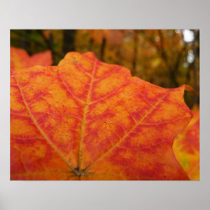 Abstrakter Herbst Natur Orange und Rotes Ahornblat Poster