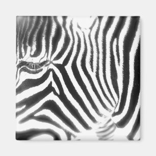 Abstrakter Zebra-Magnet Magnet