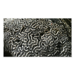 Abstraktes Foto der Schwarzen und Weißen Koralle I