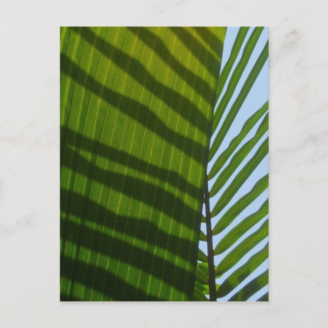 Abstraktes Fotografie-Grün-Blatt Postkarte (Vorderseite)