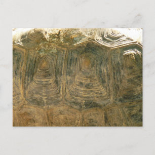 Abstraktes Naturfoto einer Schildkrötenpanzerung Postkarte