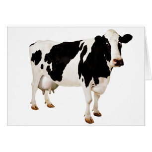 Absurdité de mamelle