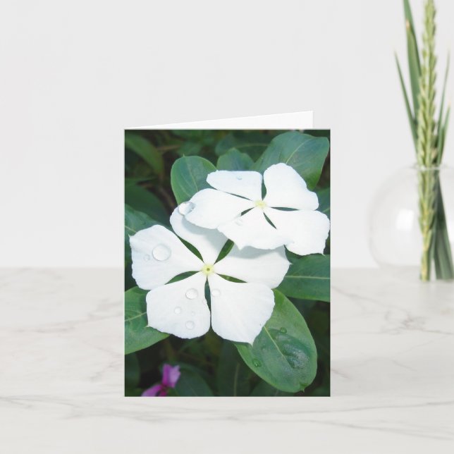 Abtropfen auf weiß karte (Vorderseite)