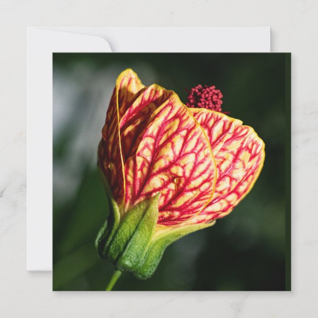 Abutilon Biltmore Ballgown (Vorderseite)