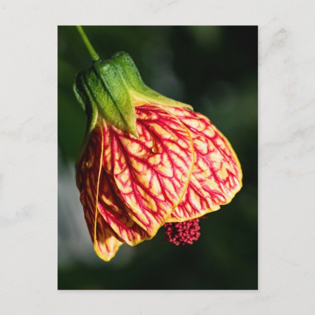 Abutilon Biltmore Ballgown Postkarte (Vorderseite)