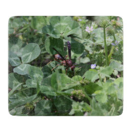 Abwaschanlage Schneidebrett