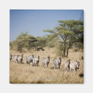 Abweichen Zebra, Tansania Magnet