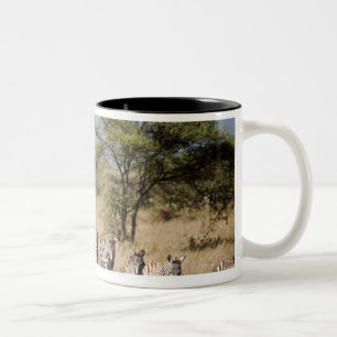 Abweichen Zebra, Tansania Zweifarbige Tasse