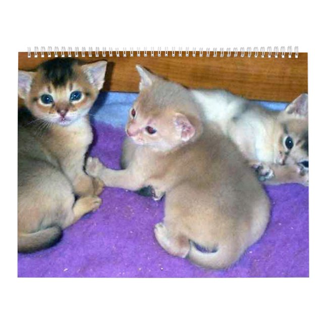 Aby Kittens Cat Calendar Kalender (Titelbild)
