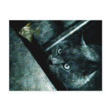 Abyss cat - Carte postale