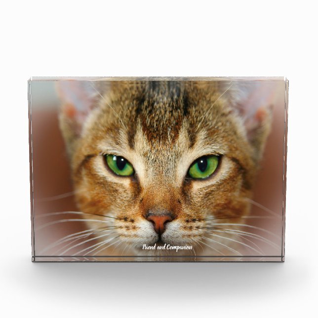 Abyssinian Cat Fotoblock (Vorderseite)