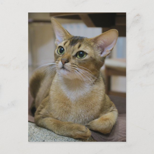 Abyssinian Cat Postkarte (Vorderseite)