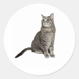 Abyssinian Cat Runder Aufkleber