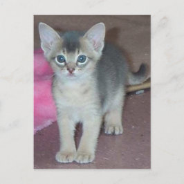 Abyssinian Kitten 6 Wochen alt Postkarte