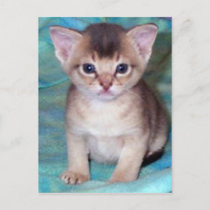 Abyssinian Kitten Postcard Postkarte