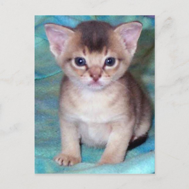 Abyssinian Kitten Postcard Postkarte (Vorderseite)