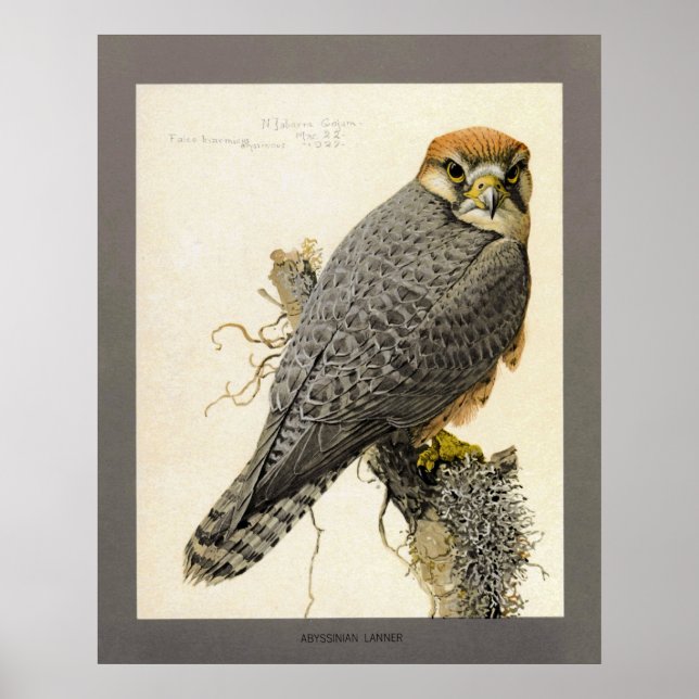 Abyssinian Lanner Poster (Vorne)