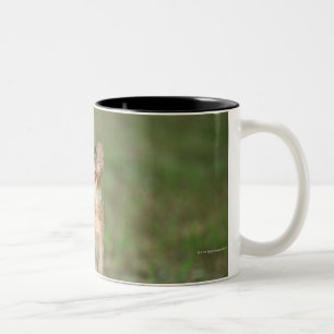 Abyssinisch Zweifarbige Tasse