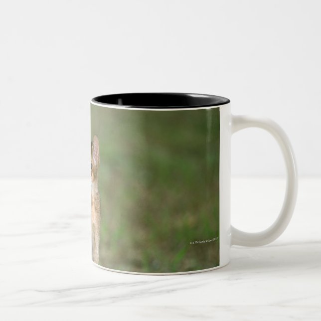 Abyssinisch Zweifarbige Tasse (Rechts)