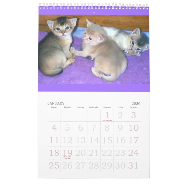 Abyssinischer Kätzchen-u. Katzen-Kalender Kalender (Jan 2026)