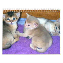 Abyssinischer Katzen-Kalender Kalender