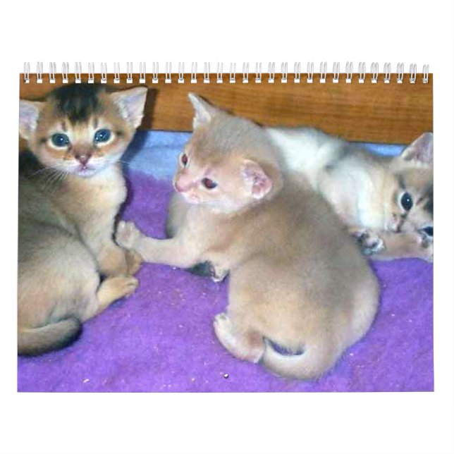 Abyssinischer Katzen-Kalender Kalender (Titelbild)